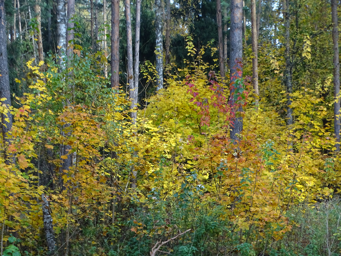 DSC00007 (700x525, 670Kb)