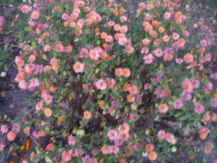 P1280486 (700x525, 469Kb)