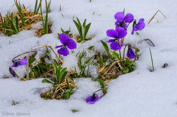 5840010_8ZUjHdlt_p0_1_ (700x463, 188Kb)