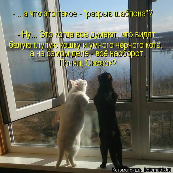 4743317_kotomatritsa_GL (600x600, 64Kb)