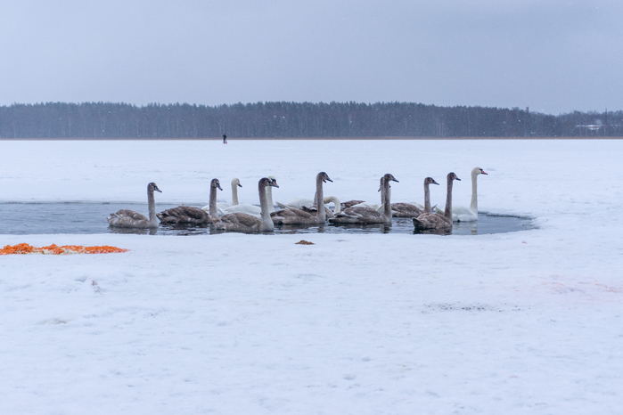 Февраль - в Латвии от Александра лебеди на пруду (699x466, 278Kb)