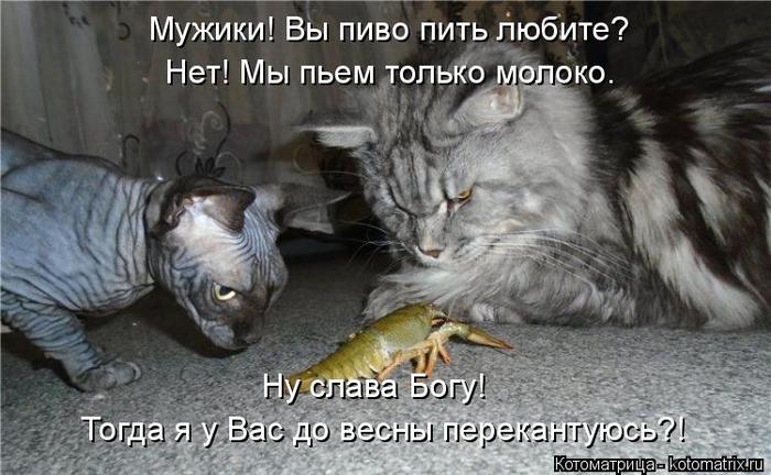 4743317_kotomatritsa_h_1 (700x432, 60Kb)