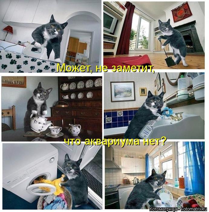 4743317_kotomatritsa_IS (691x700, 102Kb)