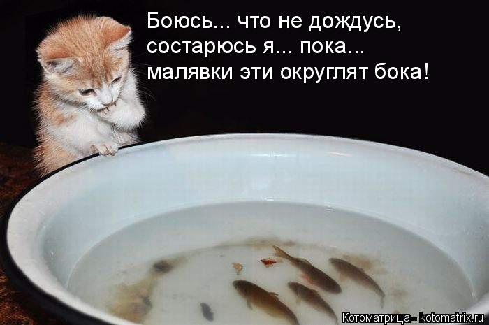 4743317_kotomatritsa_T (700x465, 37Kb)