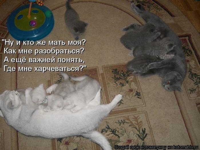 4743317_kotomatritsa_W (700x524, 55Kb)