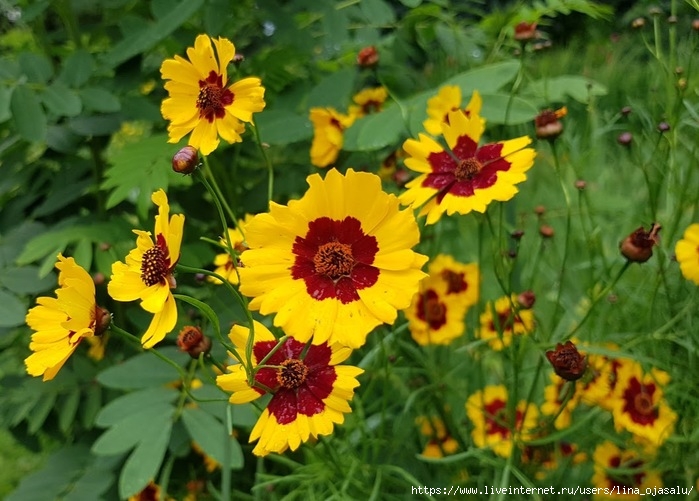 2714816_20200710_144344 (700x501, 233Kb)