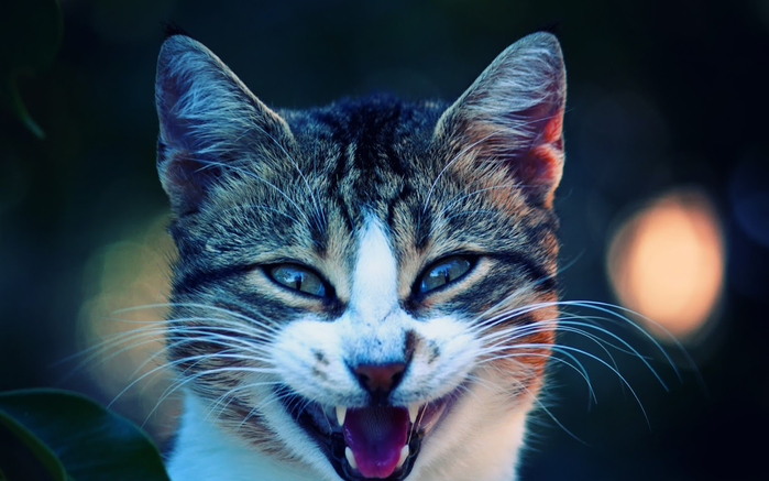 Cool-cat-wallpapers78 (700x437, 281Kb)