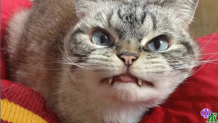  (700x396, 79Kb)