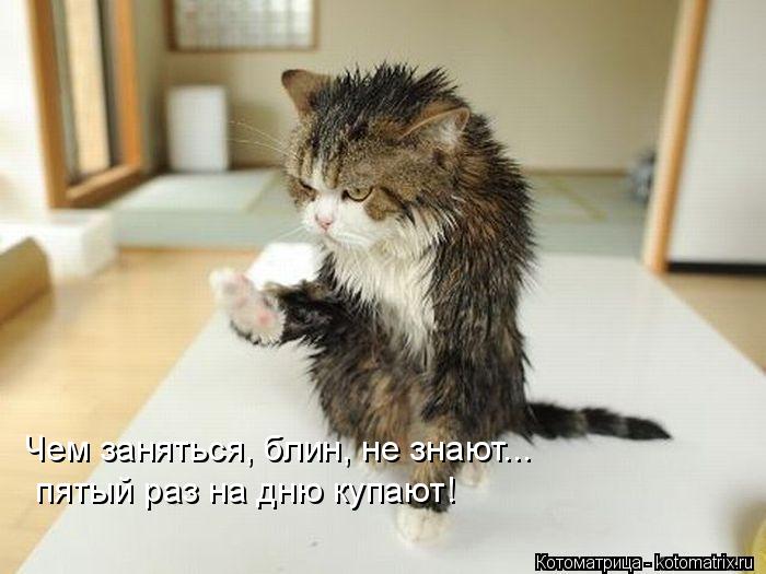 4743317_kotomatritsa_D_1 (700x525, 47Kb)