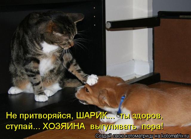 4743317_kotomatritsa_t9 (640x465, 46Kb)