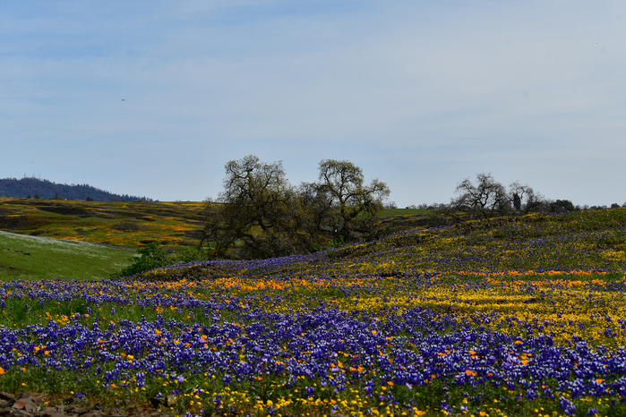 DSC_0153 (700x466, 506Kb)