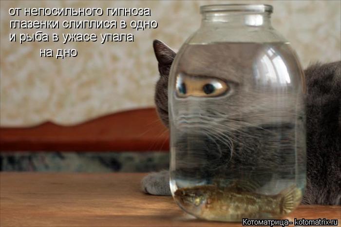4743317_kotomatritsa_T (700x466, 41Kb)
