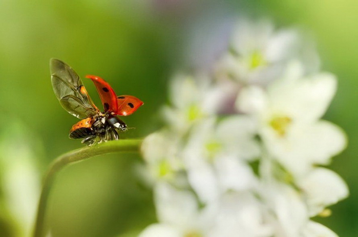 nezhnye_fotografii_407090_028 (700x462, 217Kb)
