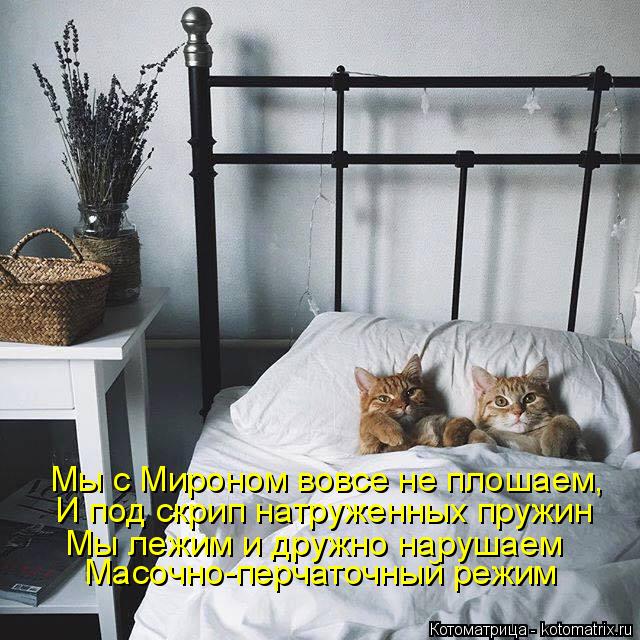 4743317_kotomatritsa__1 (640x640, 88Kb)
