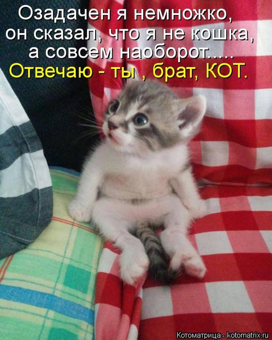 4743317_kotomatritsa_6_1 (560x700, 63Kb)