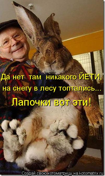 4743317_kotomatritsa_B (403x670, 59Kb)