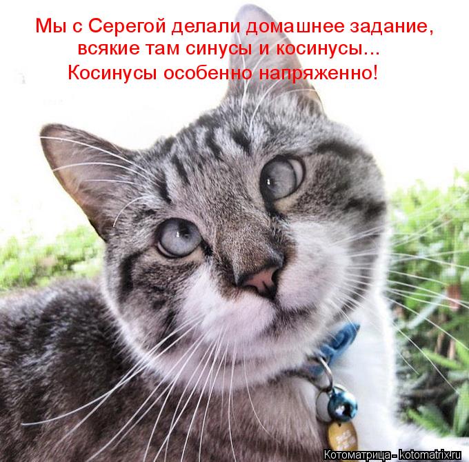 4743317_kotomatritsa_d (680x670, 84Kb)