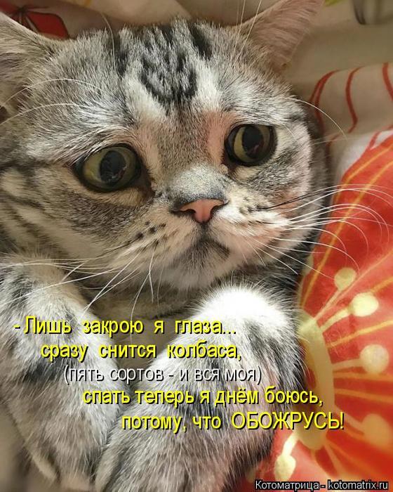 4743317_kotomatritsa_O (560x700, 91Kb)