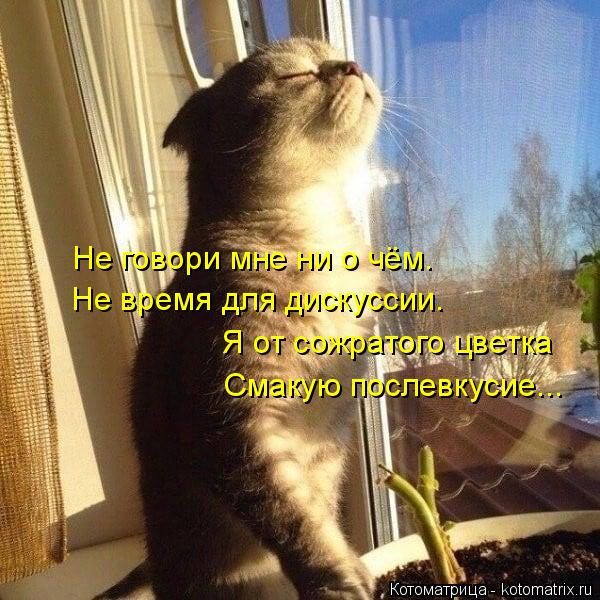 4743317_kotomatritsa_Vz (600x600, 78Kb)