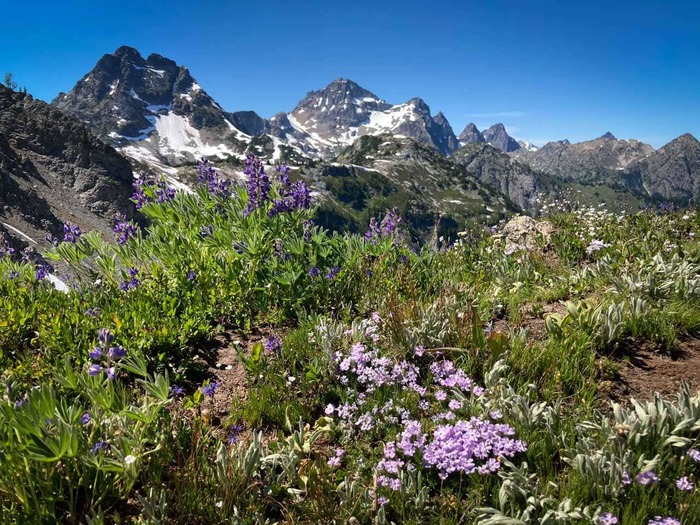 Wildflowers-and-mountains-Maple-Pass-Loop-North-Cascades-Washington (700x525, 187Kb)