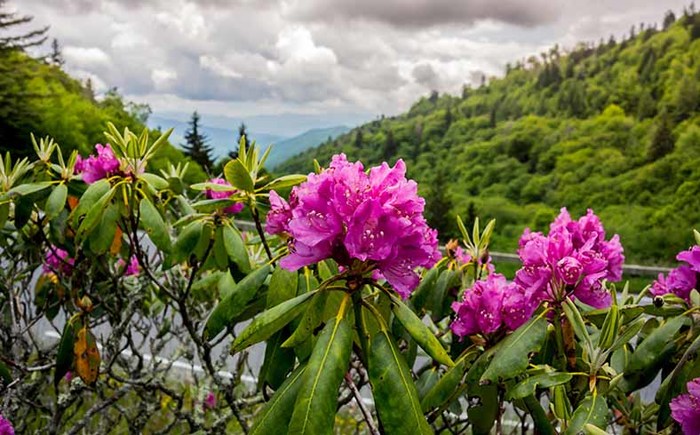 great-smoky-mountains-national-park_shutterstock_298309331 (700x435, 102Kb)