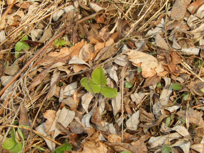 DSCN7948 (700x525, 619Kb)