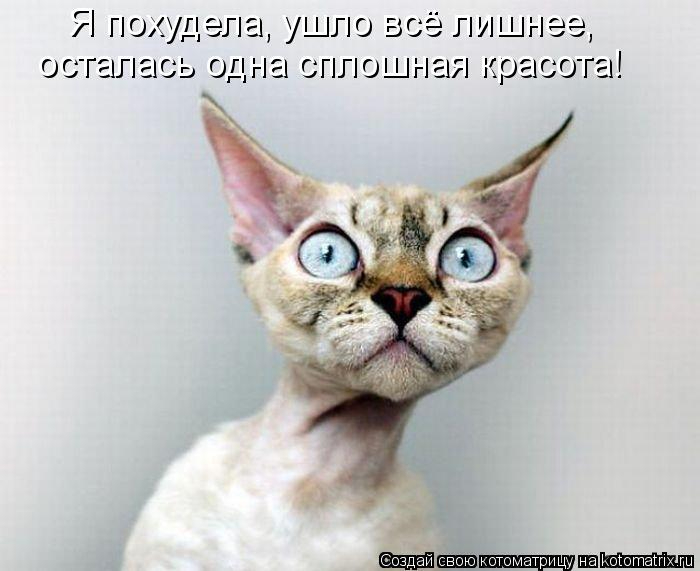 kotomatritsa_hG (700x571, 163Kb)