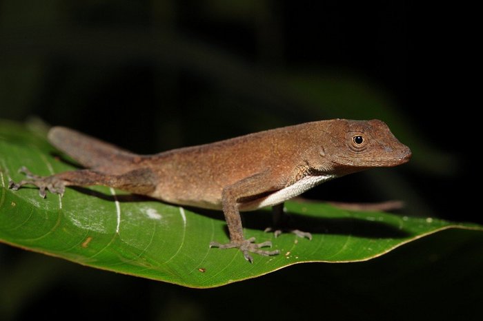 2714816_natsionalnyyparkmanuelantonio_149 (700x466, 35Kb)