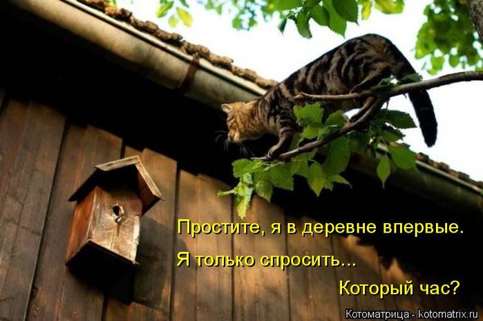 4743317_kotomatritsa_W_2 (700x465, 50Kb)
