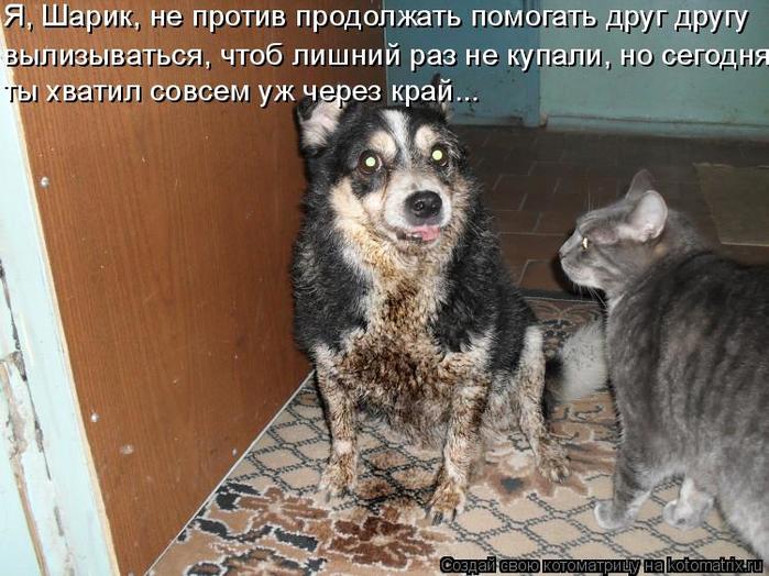4743317_kotomatritsa_w_1 (700x524, 73Kb)