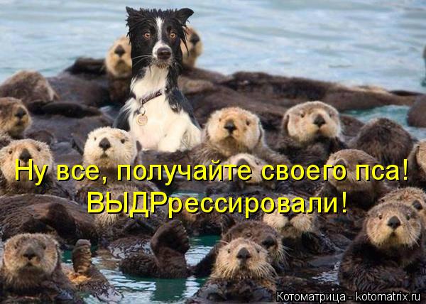 4743317_kotomatritsa_w (600x428, 56Kb)