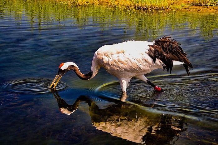 red-crowned-crane-red-crowned-crane-reflective-water-surface-animal-water-reflection (700x464, 128Kb)