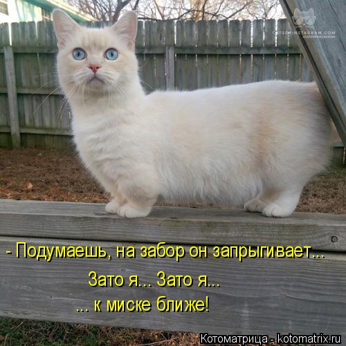 4743317_kotomatritsa_7 (500x500, 47Kb)