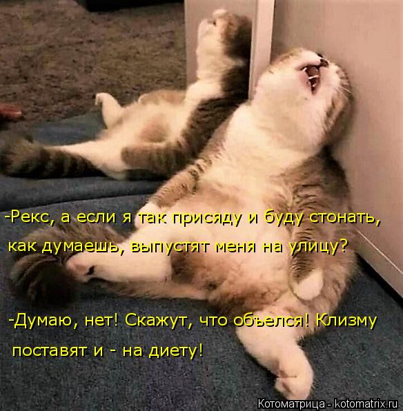 4743317_kotomatritsa_8_2 (584x596, 63Kb)