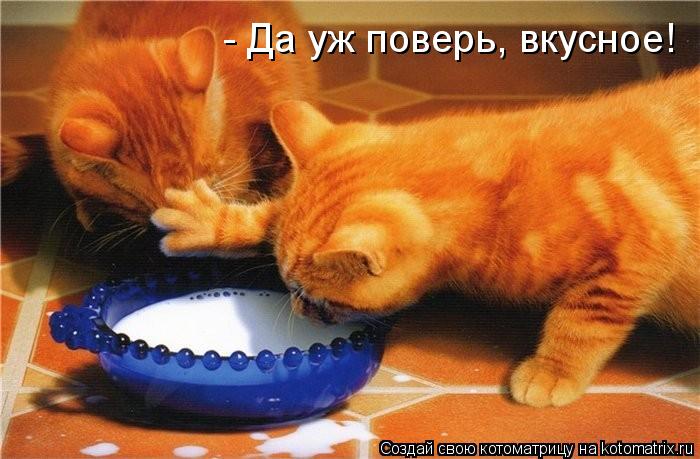 4743317_kotomatritsa_d (700x459, 58Kb)
