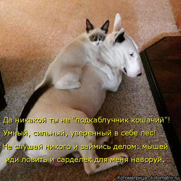 4743317_kotomatritsa_X (600x600, 71Kb)