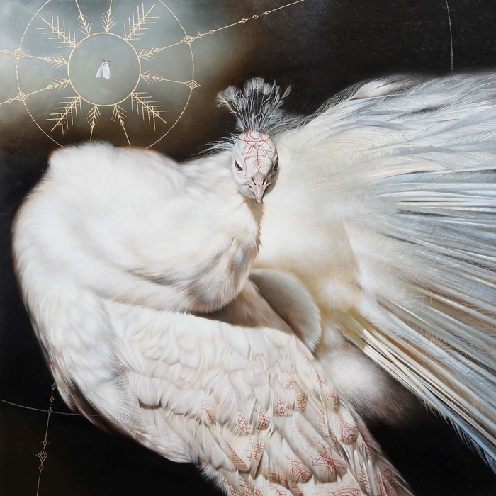 5402287_morway_peacock (700x700, 325Kb)