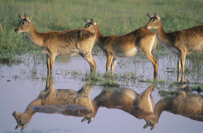 three-deer-pond-30846406 (700x459, 63Kb)