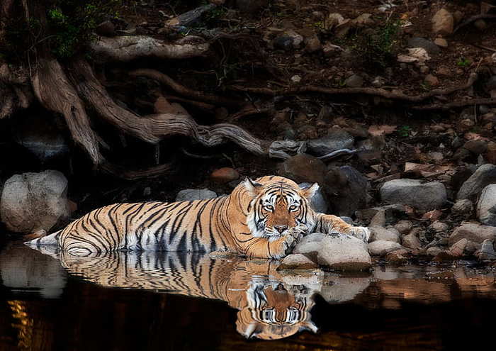 big-cats-tiger-water-reflection-animals-hd-wallpaper-preview (700x495, 52Kb)