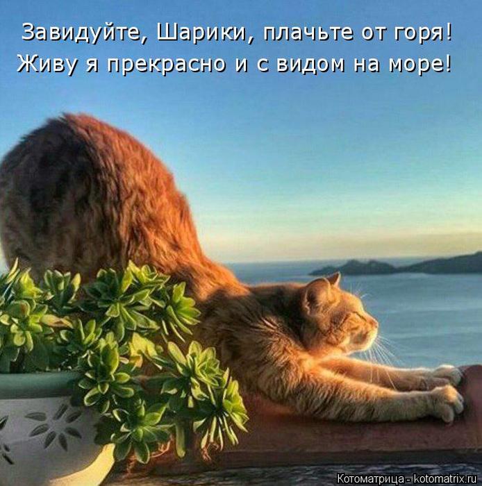 4743317_kotomatritsa_t (694x700, 72Kb)