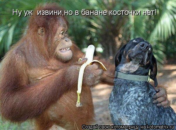 4743317_kotomatritsa_sA (600x446, 65Kb)