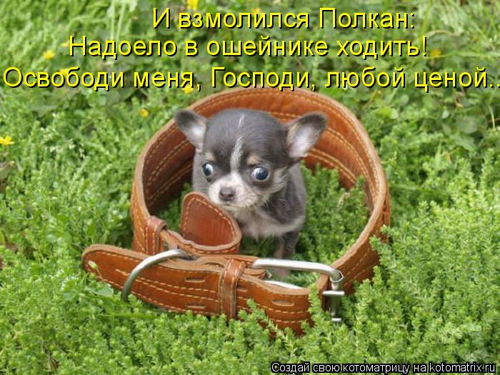 4743317_kotomatritsa_jC (700x525, 92Kb)