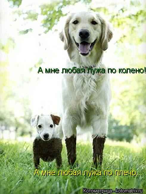 4743317_kotomatritsa_ (490x650, 48Kb)
