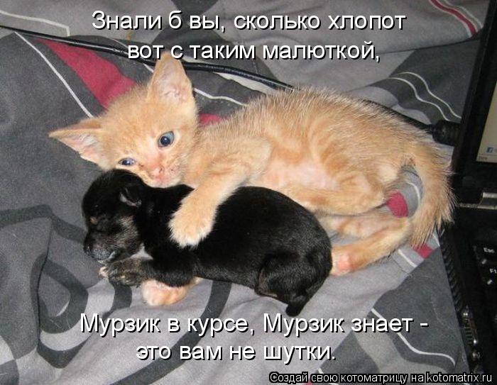 4743317_kotomatritsa_K (700x543, 73Kb)