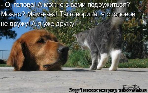 4743317_kotomatritsa_v (600x376, 50Kb)
