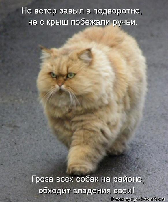 4743317_kotomatritsa_P (582x700, 52Kb)