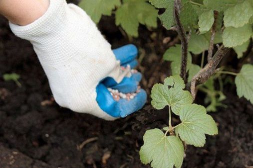 Можно удобрять черную смородину золой. 155320972 5774028 smorodina3. Можно удобрять черную смородину золой фото. Можно удобрять черную смородину золой-155320972 5774028 smorodina3. картинка Можно удобрять черную смородину золой. картинка 155320972 5774028 smorodina3. Подкормка смородины весной очень важна для получения хорошего урожая ягод, поэтому всем садоводам стоит знать, чем удобрить для лучшего урожая смородину и как правильно это делать.