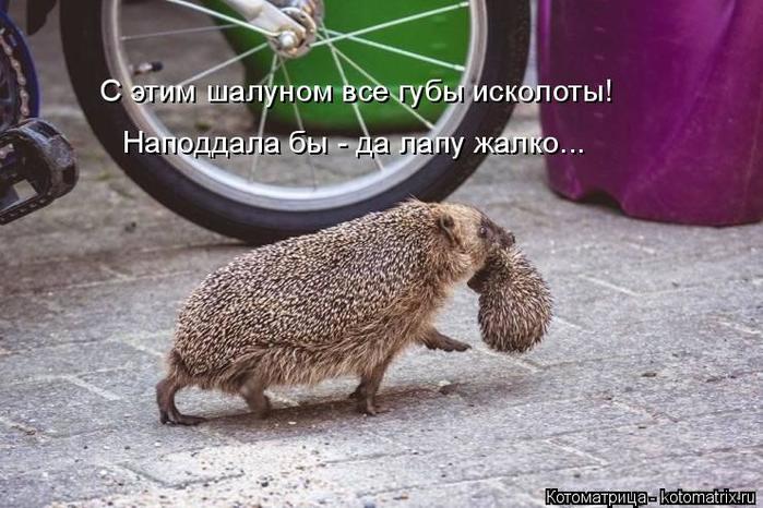 4743317_kotomatritsa_X (700x466, 66Kb)
