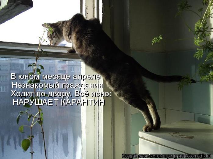 4743317_kotomatritsa_A (700x524, 53Kb)