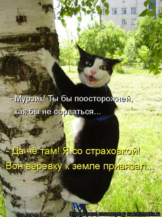 4743317_kotomatritsa_lK (524x700, 83Kb)